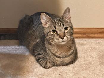 Domestic Short Hair Cats Available for Adoption in Sisseton, South Dakota - Norm | PetCurious