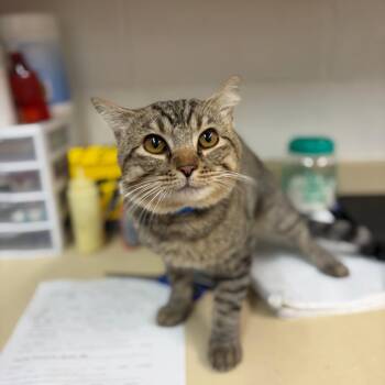 Caesar -  Domestic Short Hair Cat for Adoption in Ardmore, Oklahoma - Caesar | PetCurious