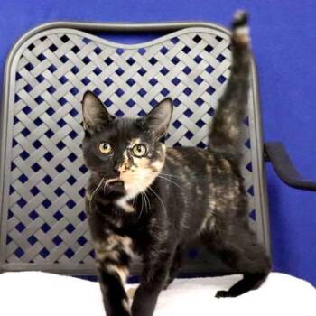 Jazzie -  Domestic Short Hair Cat for Adoption in Midland, Texas - Jazzie | PetCurious