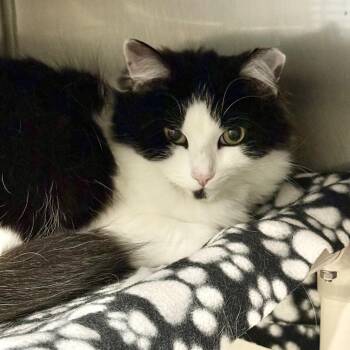 Princess -  Domestic Long Hair Cat Available for Adoption in Exeter, Rhode Island - Princess | PetCurious