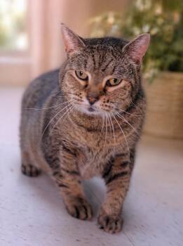 Domestic Short Hair Cats Available for Adoption in Salem, Massachusetts - Artemis | PetCurious