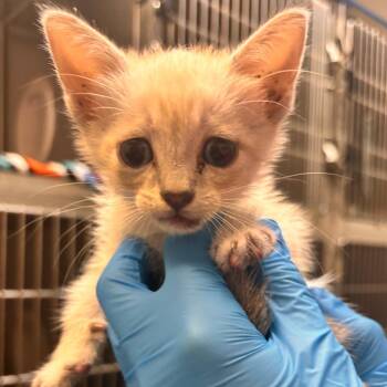 Ojitos -  Domestic Short Hair Cat for Adoption in Edinburg, Texas - Ojitos | PetCurious