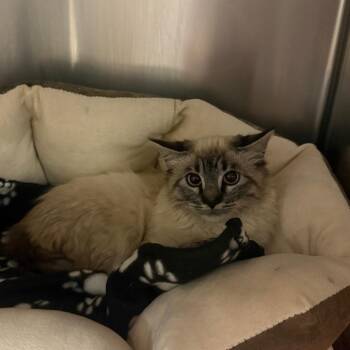 Sagwa - Barn Kitten -  Siamese and Domestic Medium Hair Cat for Adoption in Flagstaff, Arizona - Sagwa - Barn Kitten | PetCurious