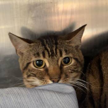 Geegee -  Domestic Short Hair Cat for Adoption in Kennebunk, Maine - Geegee | PetCurious