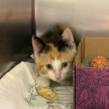 Domestic Short Hair Cats Available for Adoption in Richmond, Virginia - Manhattan | PetCurious