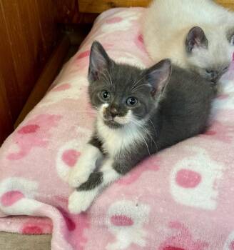 Oscar -  Domestic Short Hair Cat for Adoption in East Amherst, New York - Oscar | PetCurious