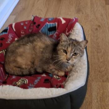 Rescue Domestic Short Hair Cats for Adoption in Vine Grove, Kentucky - Vivian | PetCurious