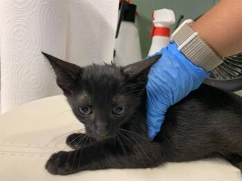 YOKO -  Domestic Short Hair Cat for Adoption in Grand Prairie, Texas - YOKO | PetCurious