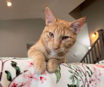 Domestic Short Hair Cats Available for Adoption in Millcreek, Utah - Juni | PetCurious