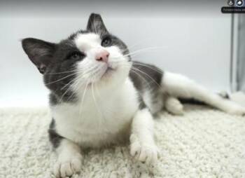 Alfanzo -  Domestic Short Hair Cat for Adoption in Bowling Green, Kentucky - Alfanzo | PetCurious