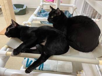 Rescue Domestic Short Hair Cats for Adoption in Westbrook, Connecticut - Princess & Panther | PetCurious