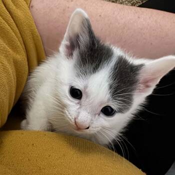 Custard -  Domestic Short Hair Cat for Adoption - Custard | PetCurious