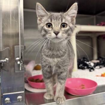 Celsius C12359 -  Domestic Short Hair Cat for Adoption - Celsius C12359 | PetCurious