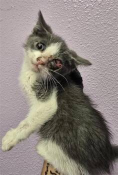 Domestic Short Hair Cats Available for Adoption in El Paso, Texas - 60924704 | PetCurious