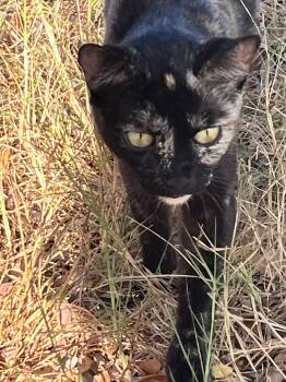 Rescue Tortoiseshell Cats for Adoption in Manhattan Beach, California - Ms. Tart 