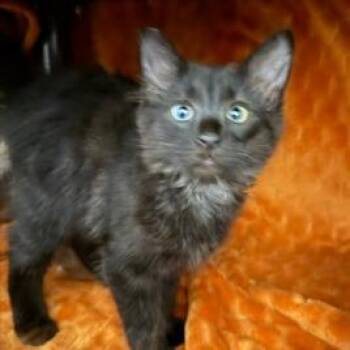 Sunspot -  Domestic Short Hair Cat for Adoption in Las Vegas, Nevada - Sunspot | PetCurious