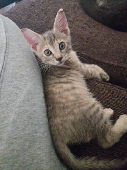 Nova Girl -  Tabby Cat for Adoption in San Antonio, Texas - Nova Girl | PetCurious