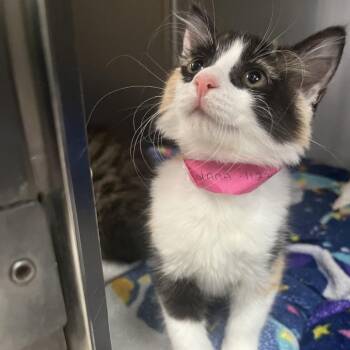 Domestic Short Hair Cats Available for Adoption in Lakeland, Florida - Lolana | PetCurious