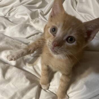Dandi Dyal-MR -  Domestic Short Hair Cat for Adoption in Tallahassee, Florida - Dandi Dyal-MR | PetCurious