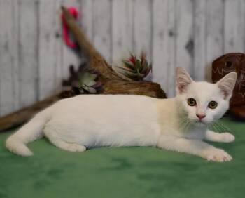 Bronson -  Domestic Short Hair Cat for Adoption in Roanoke, Texas - Bronson | PetCurious