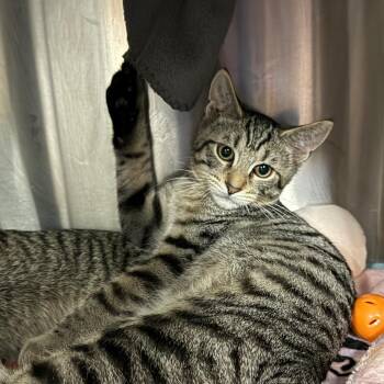Mercury -  Domestic Short Hair Cat for Adoption in Mentor, Ohio - Mercury | PetCurious