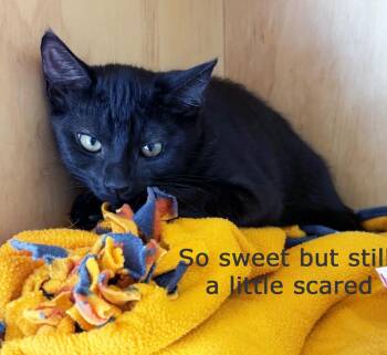 ELPHABA -  Domestic Short Hair Cat for Adoption in San Clemente, California - ELPHABA | PetCurious