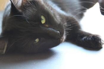 Lisper Moon -  Domestic Medium Hair Cat for Adoption in San Antonio, Texas - Lisper Moon | PetCurious