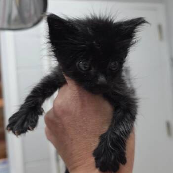 Ed -  Domestic Short Hair Cat for Adoption in Buellton, California - Ed | PetCurious