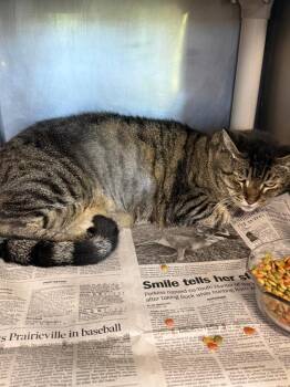 Domestic Short Hair Cats Available for Adoption in Denham Springs, Louisiana - Badgerette (PA) | PetCurious