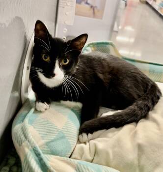 Rescue Tuxedo Cats for Adoption in Spring, Texas - Cookie - Riley Fuzzel Petsmart | PetCurious
