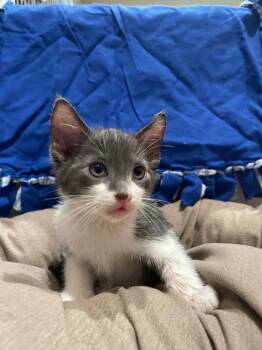 Rescue Domestic Short Hair Cats for Adoption in Ashland, Wisconsin - Sm3 Rocco | PetCurious