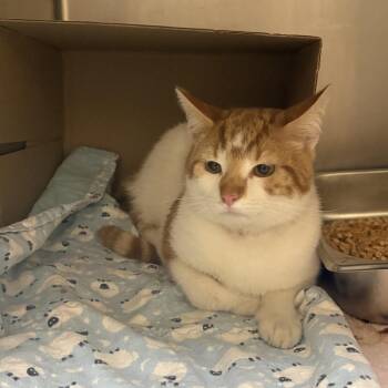 Domestic Short Hair Cats Available for Adoption in Windsor, Virginia - Elvis | PetCurious