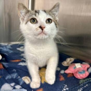 Lilac -  Domestic Short Hair Cat for Adoption in Matteson, Illinois - Lilac | PetCurious
