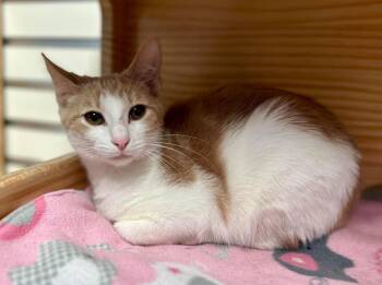 Domestic Short Hair Cats Available for Adoption in New Philadelphia, Ohio - Lloyd The 5th | PetCurious