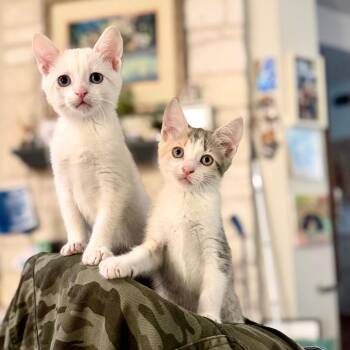 Tinky Winky -  Siamese Cat for Adoption in Austin, Texas - Tinky Winky | PetCurious