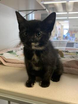 Domestic Short Hair Cats Available for Adoption in Salinas, California - Potsticker | PetCurious