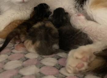 Domestic Short Hair Cats Available for Adoption in Thousand Palms, California - MAY | PetCurious