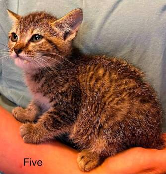 Domestic Short Hair Cats Available for Adoption in El Dorado, Arkansas - Mahindra | PetCurious