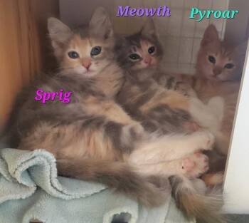 Meowth -  Domestic Short Hair Cat for Adoption in Diamond Springs, California - Meowth | PetCurious