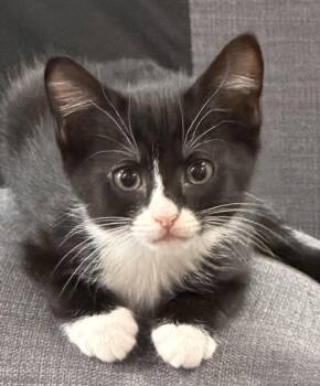 Justice -  Domestic Short Hair Cat for Adoption in Social Circle, Georgia - Justice | PetCurious