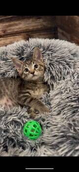 Maverick -  Domestic Short Hair Cat for Adoption in Crown Point, Indiana - Maverick | PetCurious
