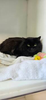 Bella -  Domestic Medium Hair Cat for Adoption in Delson, Quebec - Bella | PetCurious