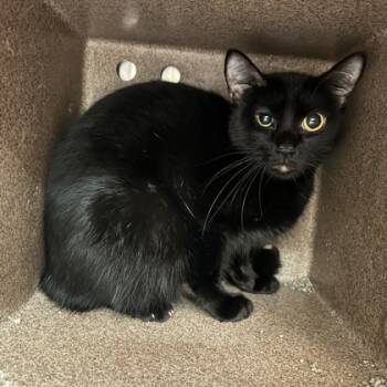 Rescue Domestic Short Hair Cats for Adoption in Farmers Branch, Texas - Luna | PetCurious