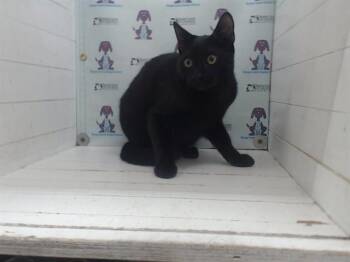 Domestic Short Hair Cats Available for Adoption in Orlando, Florida - YOUNG BOY | PetCurious