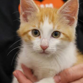 Monkey Mike -  Domestic Short Hair Cat for Adoption in Topeka, Kansas - Monkey Mike | PetCurious