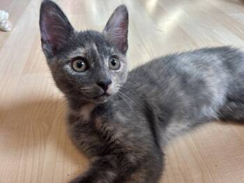 Meowdonna -  Domestic Short Hair Cat for Adoption in Naugatuck, Connecticut - Meowdonna | PetCurious