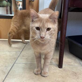 Nacho -  Domestic Short Hair Cat for Adoption in Lakeland, Florida - Nacho | PetCurious