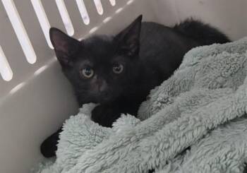 SMUDGE -  Domestic Short Hair Cat for Adoption in Fort Lauderdale, Florida - SMUDGE | PetCurious