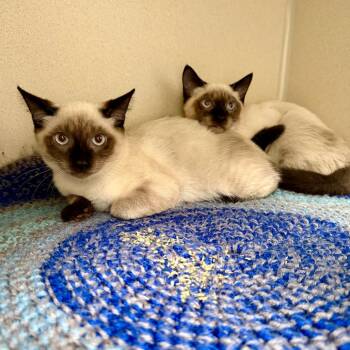 Tourmaline -  Snowshoe Cat for Adoption in Great Falls, Montana - Tourmaline | PetCurious