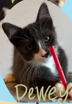 Rescue Calico Cats for Adoption - Dewey | PetCurious